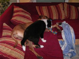 Bunny Juli06 066.jpg